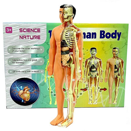 Eğitici Oyuncak The Human Body İnsan Vücudu 3D Eğitim Seti 3302 Kız Erkek Çocuk Eğitici Eğitici