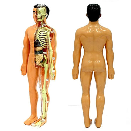 Eğitici Oyuncak The Human Body İnsan Vücudu 3D Eğitim Seti 3302 Kız Erkek Çocuk Eğitici Eğitici