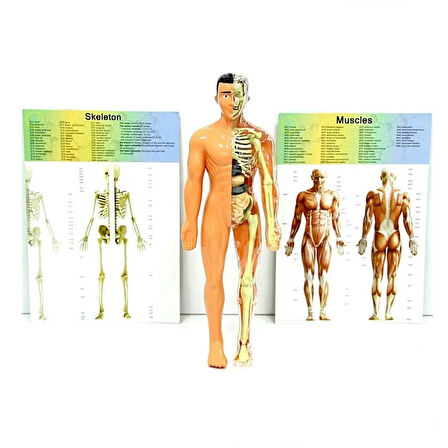 Eğitici Oyuncak The Human Body İnsan Vücudu 3D Eğitim Seti 3302 Kız Erkek Çocuk Eğitici Eğitici