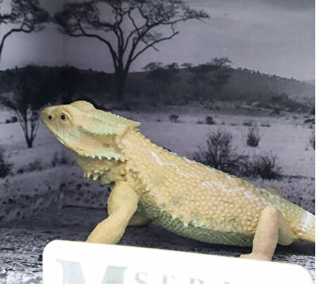 Kız Erkek Çocuk Oyuncak Kutulu Model Yakalı Kertenkele Kız Erkek Çocuk Eğitici