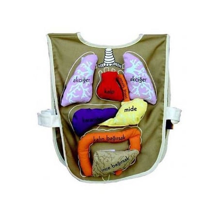 Eğlenceli Oyuncak AND-5011 Organ Önlüğü Organlar cırt bantlı Kız Erkek Çocuk Eğitici Eğitici Oyunc