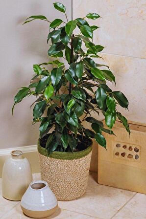 Ficus Daniella - Yeşil Ficus Canlı Salon Bitkisi 40 - 60 cm