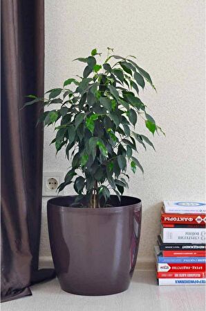 Ficus Daniella - Yeşil Ficus Canlı Salon Bitkisi 40 - 60 cm