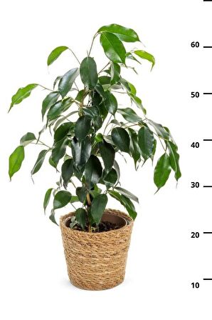 Ficus Daniella - Yeşil Ficus Canlı Salon Bitkisi 40 - 60 cm