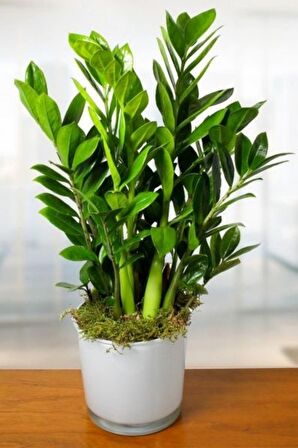 Zamioculcas Zamiifolia - Zamia Zeze Dolgun Form Canlı Salon Bitkisi 60 - 80 cm