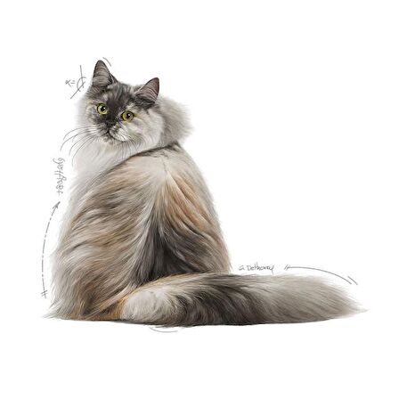 Royal Canin Hair&Skin Tüy ve Deri Sağlığı için Kuru Kedi Maması 4kg
