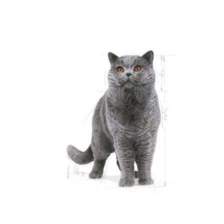 Royal Canin British Shorthair için Kuru Kedi Maması 2kg