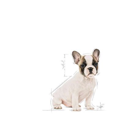 Royal Canin Fransız Bulldog Yavru Köpek Maması 3kg