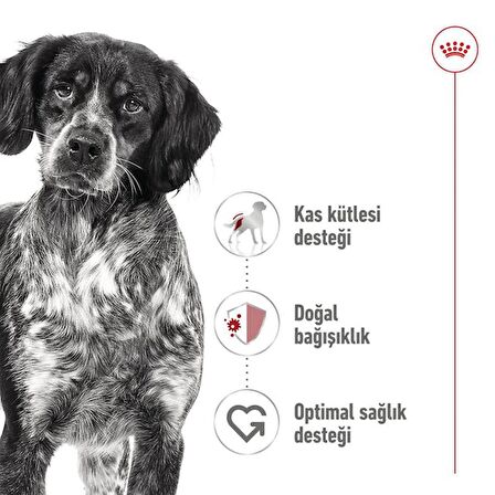 Royal Canin Orta Irklar için Yaş Konserve Köpek Maması 410g