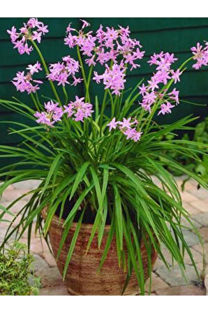 Sosyete Sarımsağı (tulbaghia Violacea) Çiçeği