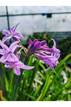 Sosyete Sarımsağı (tulbaghia Violacea) Çiçeği