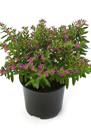 Kufeya Cennet Çiçeği Cuphea Hyssopifolia 10-20 Cm Saksılı Mor Pembe 