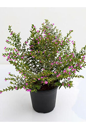 Kufeya Cennet Çiçeği Cuphea Hyssopifolia 10-20 Cm Saksılı Mor Pembe 