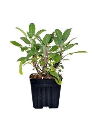 Adaçayı Fidanı Fidesi 10-20 cm