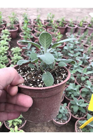 Adaçayı Fidanı Fidesi 10-20 cm