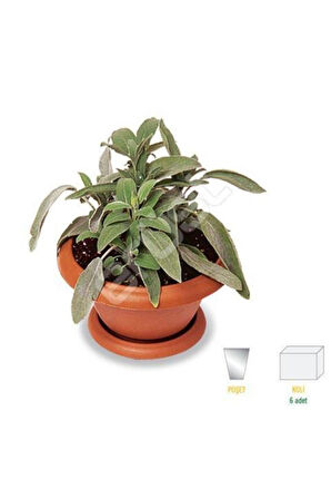 Adaçayı Fidanı Fidesi 10-20 cm