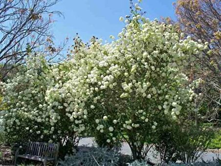 Çınar Yapraklı Kartopu Fidanı Tüplü 80 - 100 cm 