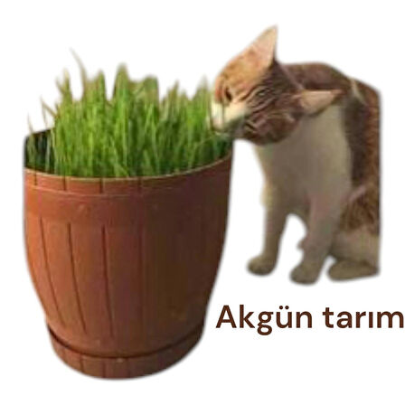 Kedi çimi seti; saksı .buğday arpa karışımı tohum, özel ekim toprağı.
