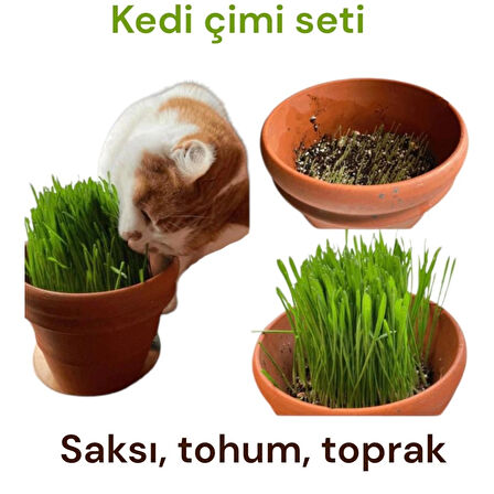 Kedi çimi ; doğal arpa buhday tohumu toprak ve saksı ile ekime hazır set.