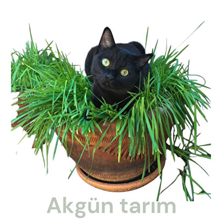 Kedi çimi ; doğal arpa buhday tohumu toprak ve saksı ile ekime hazır set.