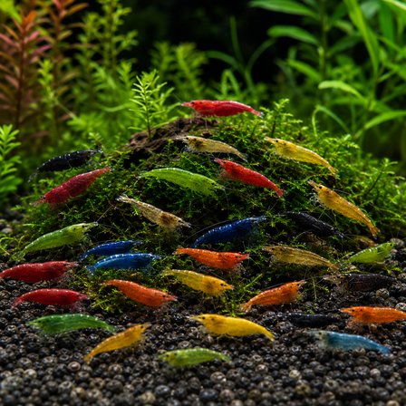 Neocaridina  Karma Karides Paketi 10 Ad