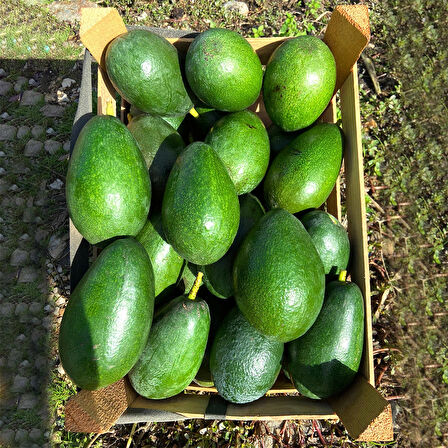 Alanya Avokado 1Kg