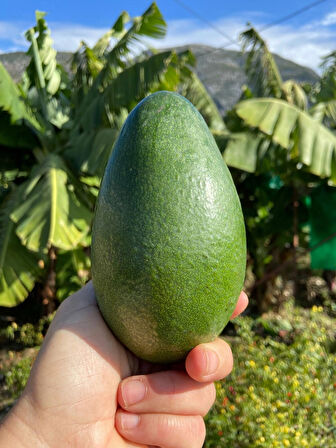 Alanya Avokado 1Kg