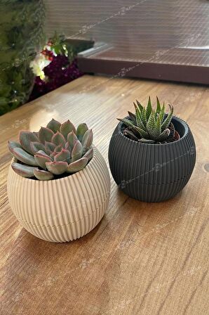 1 Adet 0.15 Litre Mercan No:1 Kaktüs Sukulent Saksısı Plastik Saksı 88x68mm