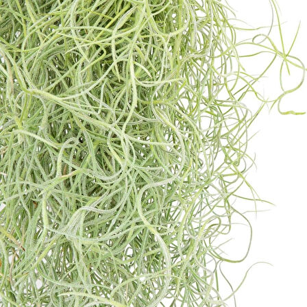 İspanyol Yosunu Tillandsia Usneoides Air Plant Büyük Boy