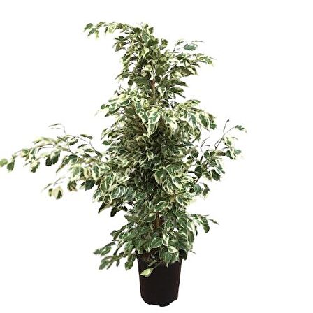 Ficus Benjamin Starlight 110 CM