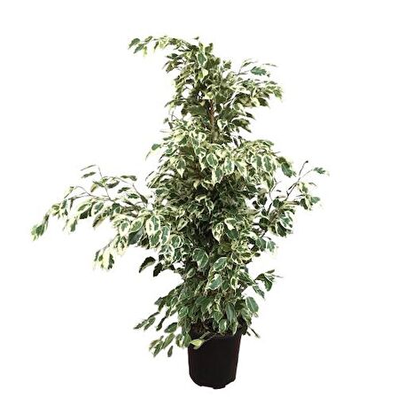 Ficus Benjamin Starlight 110 CM