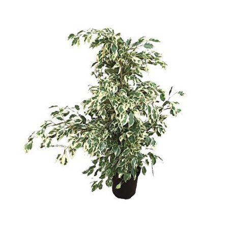 Ficus Benjamin Starlight 110 CM