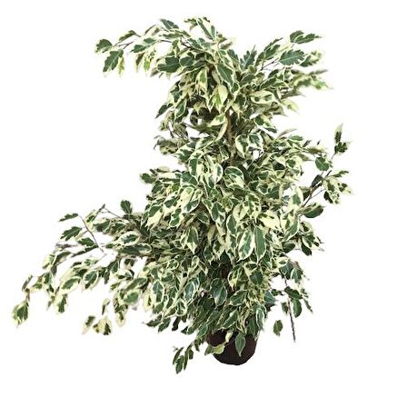 Ficus Benjamin Starlight 110 CM