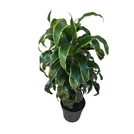 Dracaena Fragrans 'Dorado' 