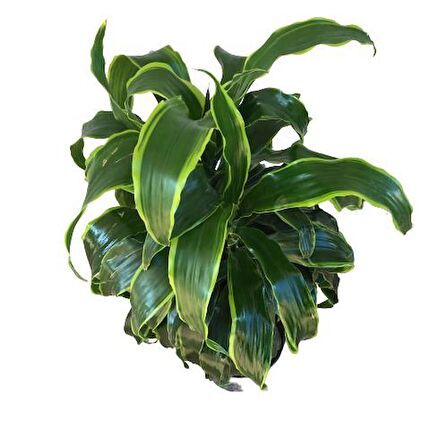 Dracaena Fragrans 'Dorado' 