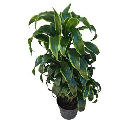 Dracaena Fragrans 'Dorado' 