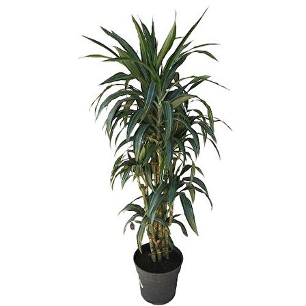 Dracena Warneckii