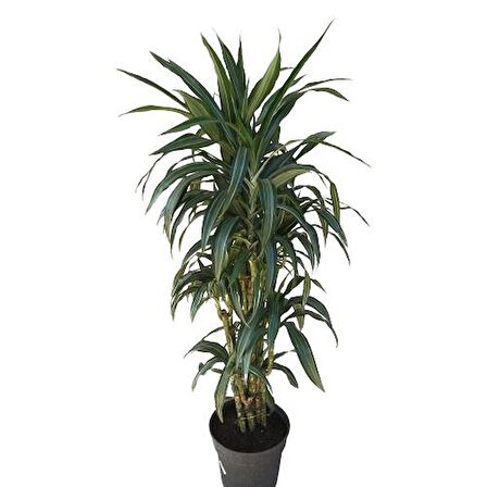 Dracena Warneckii