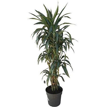 Dracena Warneckii