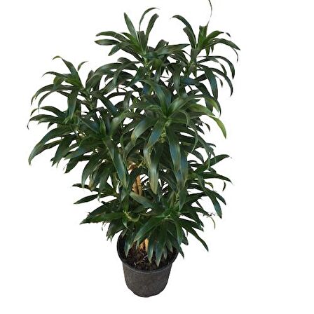 Dracaena Reflexa 'Song of Jamaica'