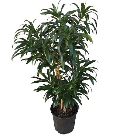 Dracaena Reflexa 'Song of Jamaica'