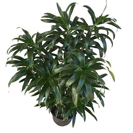 Dracaena Reflexa 'Song of Jamaica'