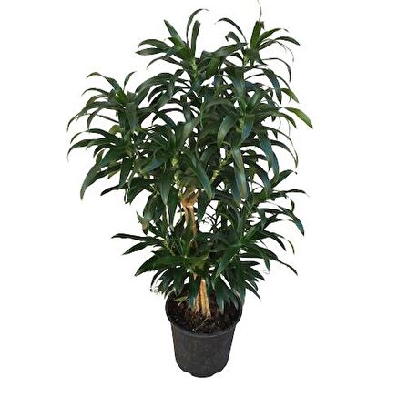 Dracaena Reflexa 'Song of Jamaica'