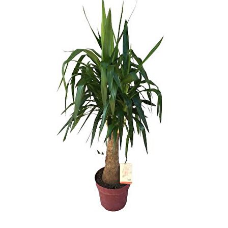 Fil Ayaklı Yucca Ağacı (Yucca Elephantipes) 