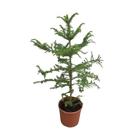 Salon Çamı Arokarya Araucaria (70 Cm)