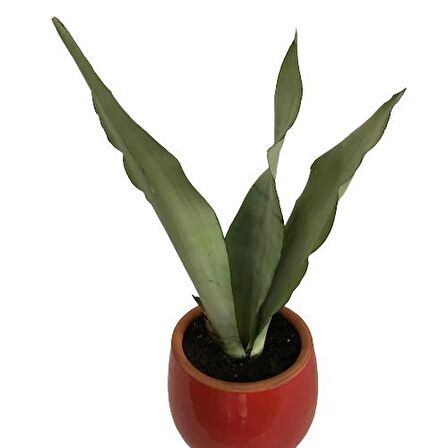 DEKORATİF TOPRAK SAKSIDA SANSEVİERİA MOONLİGHT ( SANSEVERYA ) 35cm