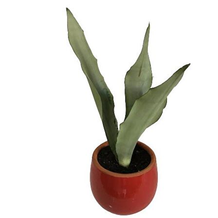 DEKORATİF TOPRAK SAKSIDA SANSEVİERİA MOONLİGHT ( SANSEVERYA ) 35cm