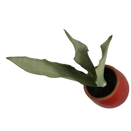 DEKORATİF TOPRAK SAKSIDA SANSEVİERİA MOONLİGHT ( SANSEVERYA ) 35cm