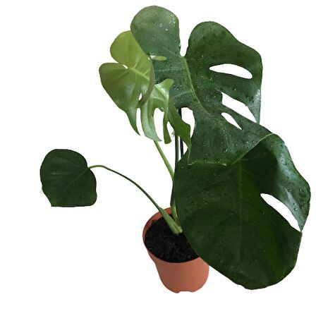 MONSTERA DELİCİOSA - DEVE TABANI 70-80 cm