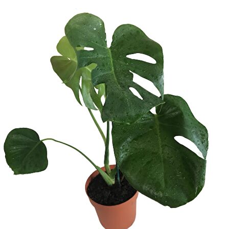 MONSTERA DELİCİOSA - DEVE TABANI 70-80 cm